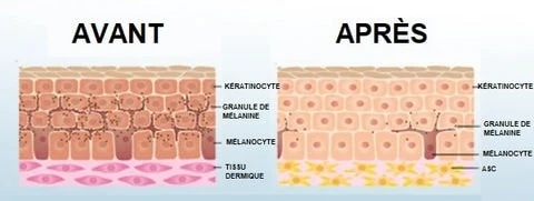 Ingrédients naturels de la crème éclaircissante pour peau douce