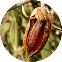 Huile d'amande douce et huile de jojoba pour réparation capillaire