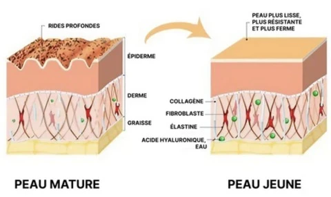 Ingrédients naturels aloe vera et thé vert pour la peau