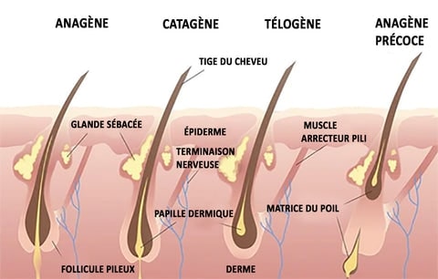 Schéma cycle de croissance des cheveux et follicule pileux